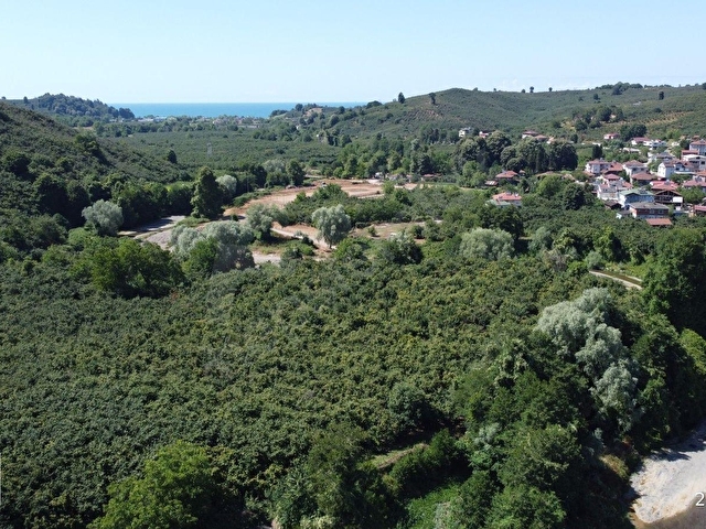 AKÇAKOCA ÇAYAĞZINDA YERLEŞİM YERİNE YAKIN VERİMLİ FINDIK BAHÇESİ