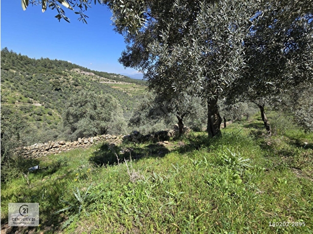 Muğla Milas Kuzyaka Eyrüz Mevkii Altyapılı Satılık Yatırımlık Zeytinlik - Görsel 19