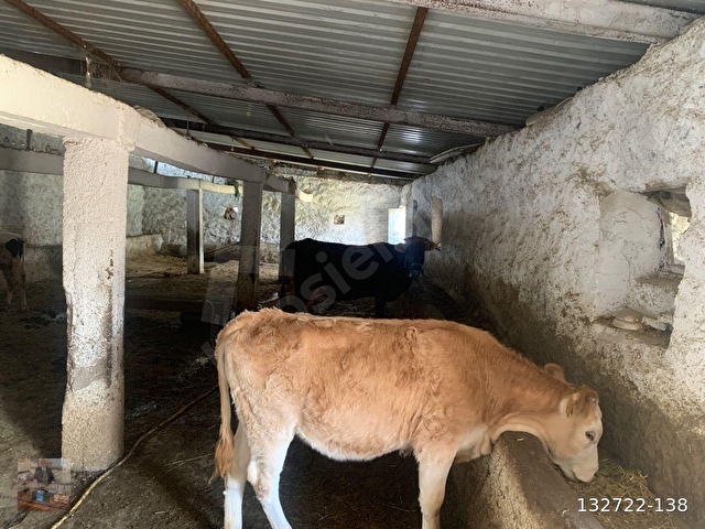 AHIR-ÇİFTLİK- KOMBİLİ EV -İMARLI PARSEL - Görsel 25