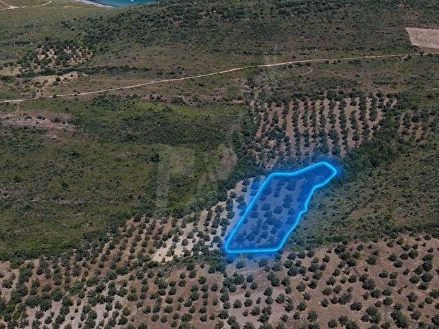 GG GÖZDEMDEN Ayvalık Cunda Adasında Satılık Zeytinlik
