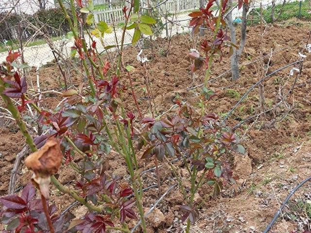 BİLİCİDEN SİNCAN TEMELLİ DE 530 ARSA PAYI MÜSTAKİN SATILIK EV - Görsel 8