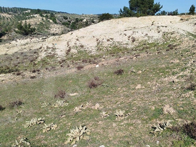 SARUHANLI GÜMÜLCELİ KÖYÜ 11.200 m2 SUYU OLAN TARLA SATILIK TIR. - Görsel 21