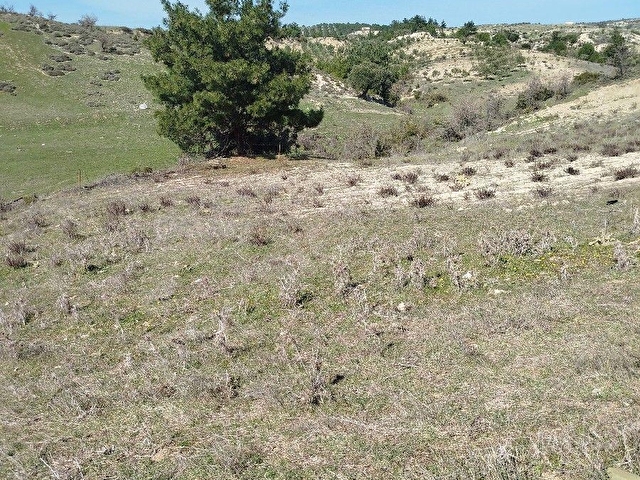 SARUHANLI GÜMÜLCELİ KÖYÜ 11.200 m2 SUYU OLAN TARLA SATILIK TIR. - Görsel 28