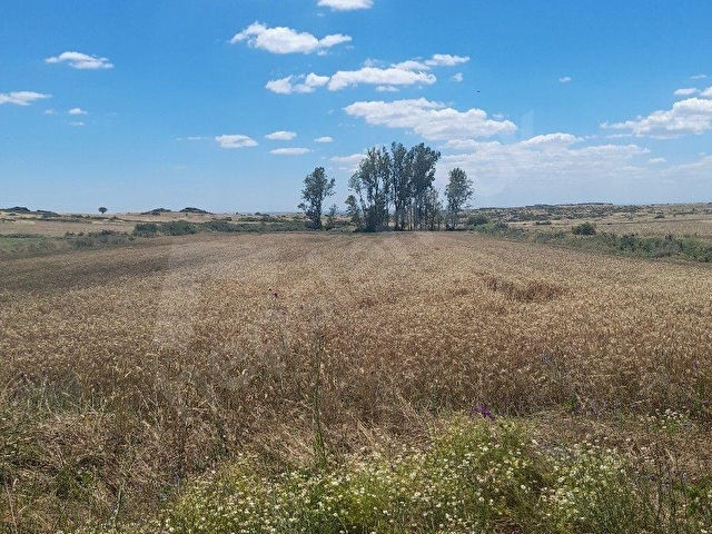 ACİL FİYAT DÜŞTÜ Lalapaşa Sarıdaşmentte Asfalt Cepheli 10.815 m² Satılık Tarla - Görsel 18