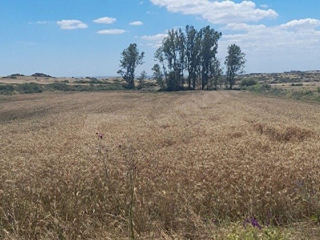 ACİL FİYAT DÜŞTÜ Lalapaşa Sarıdaşmentte Asfalt Cepheli 10.815 m² Satılık Tarla - Görsel 15