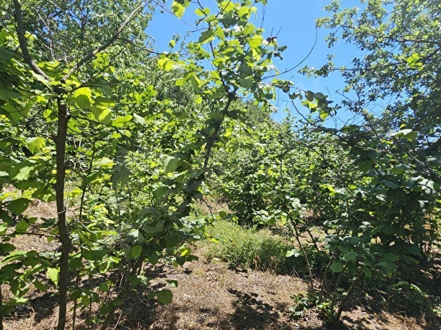 KANDRA NASUHLAR KÖY İÇİ İMARLI 1080 M2--90 OCAK FINDIK BAHÇESİ - Görsel 8