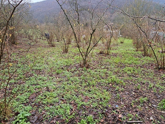 KANDRA NASUHLAR KÖY İÇİ İMARLI 1080 M2--90 OCAK FINDIK BAHÇESİ - Görsel 15