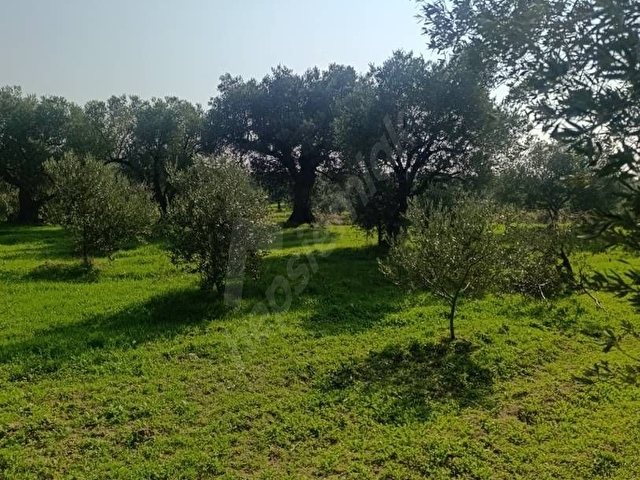 Satılık zeytinlik - Görsel 6