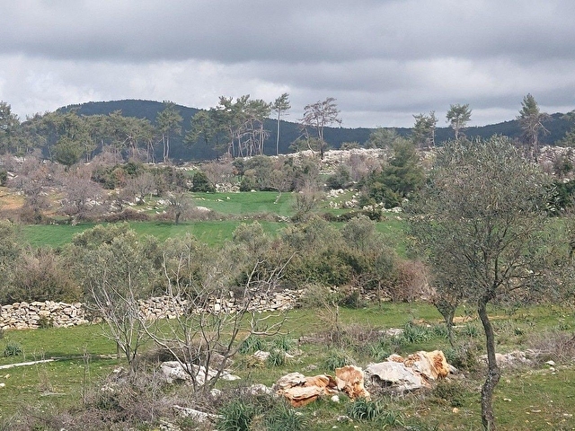MUĞLA MİLAS FESLEĞEN KÖYÜNDE 3858 m2 köy İÇİ ARAZİ - Görsel 2