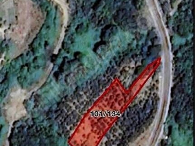 SATILIK TURANLARDA 1750 MT DENİZ DOĞA MANZARALI ZEYTİNLİK