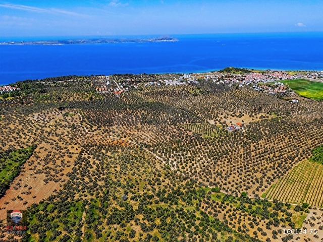 Çanakkale Ezine Geyikli Sahil Yola Cepheli 24 Dönüm Zeytinlik - Görsel 5