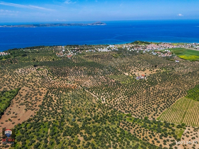Çanakkale Ezine Geyikli Sahil Yola Cepheli 24 Dönüm Zeytinlik - Görsel 4