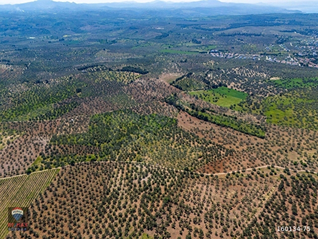 Çanakkale Ezine Geyikli Sahil Yola Cepheli 24 Dönüm Zeytinlik - Görsel 9