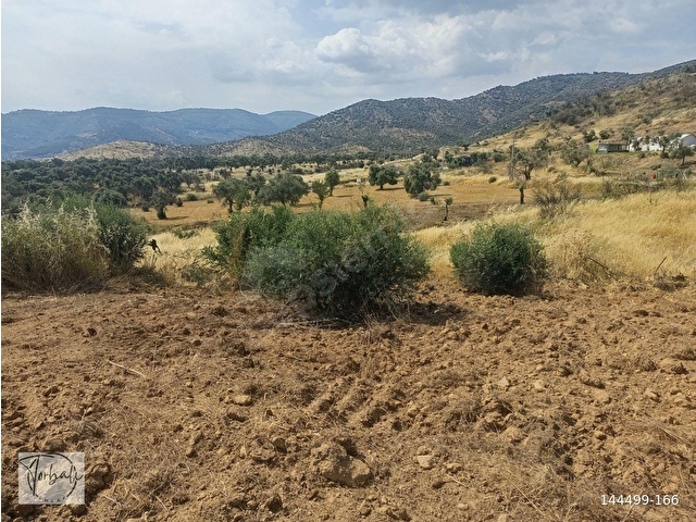 BAYINDIR YEŞİLOVADA 1107m2 TEK TAPU, ASFALT YOL CEPHELİ, ELEKTRİK, SU YAKIN ZEYTİNLİK SATILIKTIR - Görsel 15