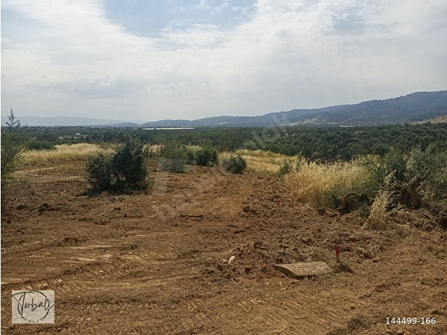 BAYINDIR YEŞİLOVADA 1107m2 TEK TAPU, ASFALT YOL CEPHELİ, ELEKTRİK, SU YAKIN ZEYTİNLİK SATILIKTIR - Görsel 4