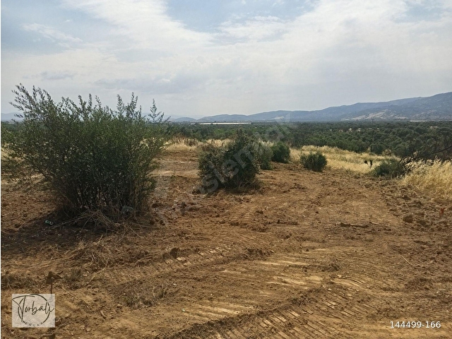 BAYINDIR YEŞİLOVADA 1107m2 TEK TAPU, ASFALT YOL CEPHELİ, ELEKTRİK, SU YAKIN ZEYTİNLİK SATILIKTIR - Görsel 5