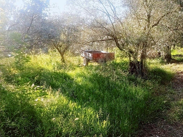 GÜNEYDEN İZNİK MUSTAFALİ KÖYÜNDE 650M2 ARSA ZEYTİNLİK - Görsel 3
