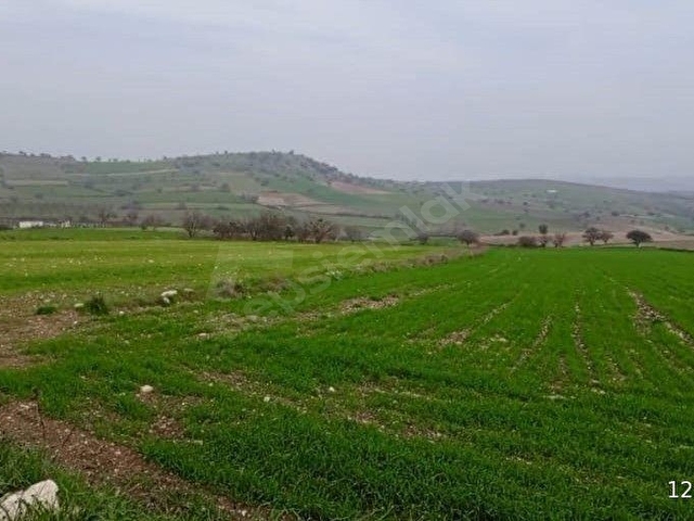 BALIKESİR ALTIEYLÜL KESİRVEN MAHALLESİNDE SATILIK KELEPİR TARLA...! - Görsel 10