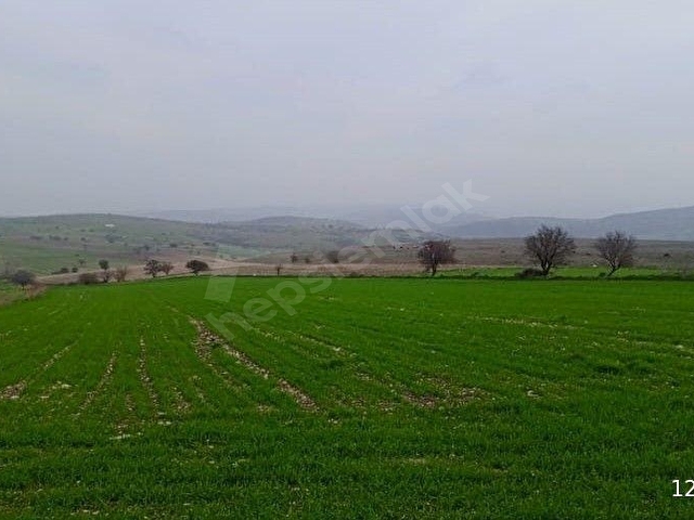 BALIKESİR ALTIEYLÜL KESİRVEN MAHALLESİNDE SATILIK KELEPİR TARLA...! - Görsel 13