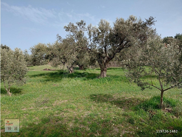 Saruhanlı Pınarbaşı Satılık