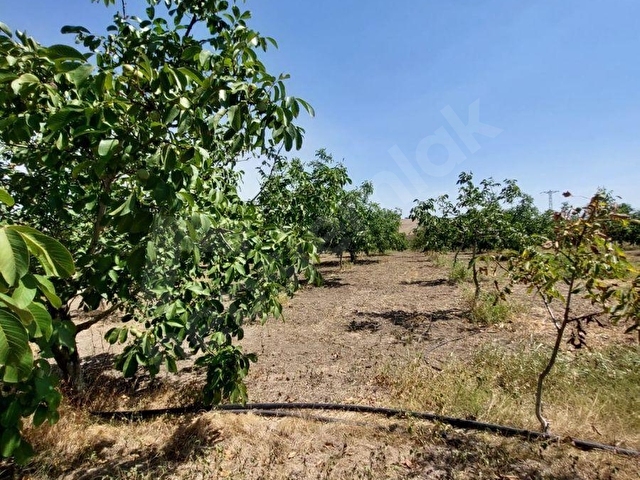 TEKİRDAĞ MARMARAEREĞLİSİ ÇEŞMELİ SATILIK 42.826m2 CEVİZ BAHÇESİ - Görsel 22