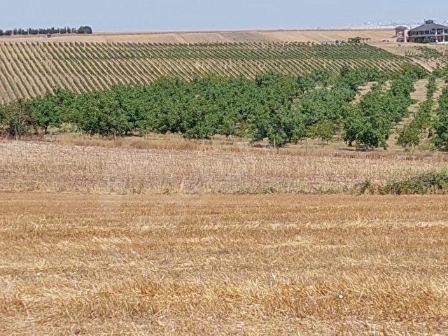 TEKİRDAĞ MARMARAEREĞLİSİ ÇEŞMELİ SATILIK 42.826m2 CEVİZ BAHÇESİ - Görsel 13