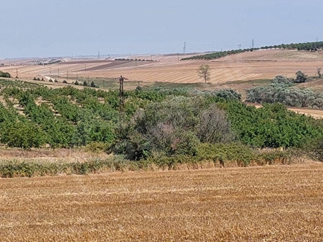 TEKİRDAĞ MARMARAEREĞLİSİ ÇEŞMELİ SATILIK 42.826m2 CEVİZ BAHÇESİ - Görsel 17