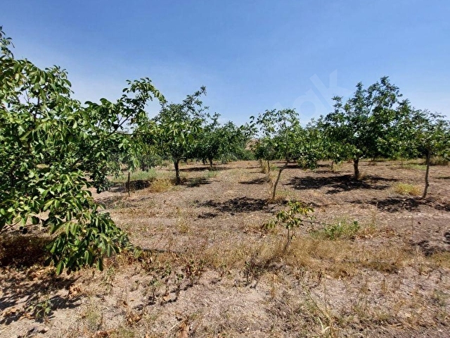 TEKİRDAĞ MARMARAEREĞLİSİ ÇEŞMELİ SATILIK 42.826m2 CEVİZ BAHÇESİ - Görsel 25