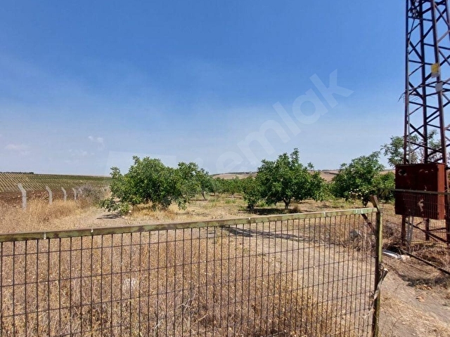 TEKİRDAĞ MARMARAEREĞLİSİ ÇEŞMELİ SATILIK 42.826m2 CEVİZ BAHÇESİ - Görsel 26