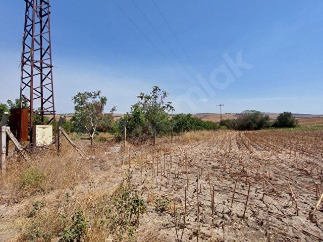 TEKİRDAĞ MARMARAEREĞLİSİ ÇEŞMELİ SATILIK 42.826m2 CEVİZ BAHÇESİ - Görsel 24