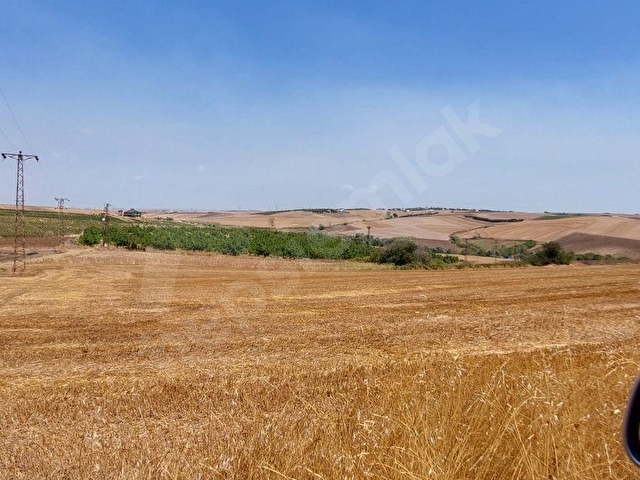 TEKİRDAĞ MARMARAEREĞLİSİ ÇEŞMELİ SATILIK 42.826m2 CEVİZ BAHÇESİ - Görsel 30