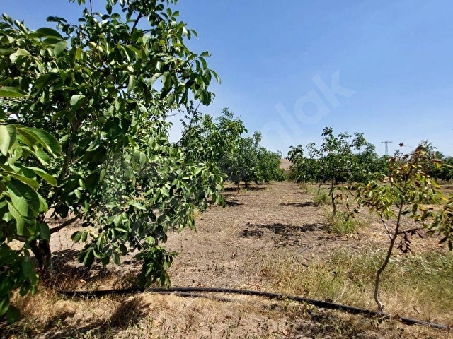 TEKİRDAĞ MARMARAEREĞLİSİ ÇEŞMELİ SATILIK 42.826m2 CEVİZ BAHÇESİ - Görsel 21