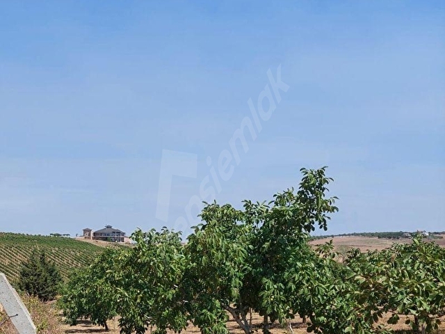 TEKİRDAĞ MARMARAEREĞLİSİ ÇEŞMELİ SATILIK 42.826m2 CEVİZ BAHÇESİ - Görsel 9