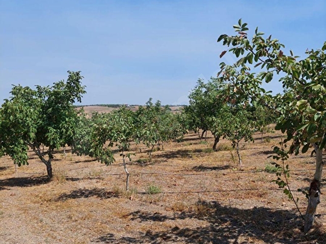 TEKİRDAĞ MARMARAEREĞLİSİ ÇEŞMELİ SATILIK 42.826m2 CEVİZ BAHÇESİ - Görsel 10