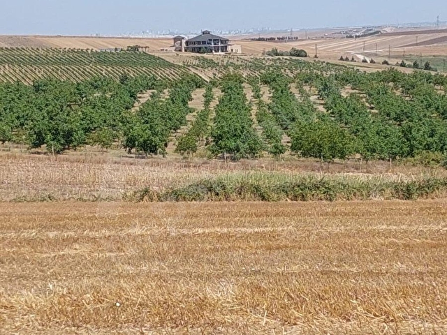 TEKİRDAĞ MARMARAEREĞLİSİ ÇEŞMELİ SATILIK 42.826m2 CEVİZ BAHÇESİ - Görsel 14
