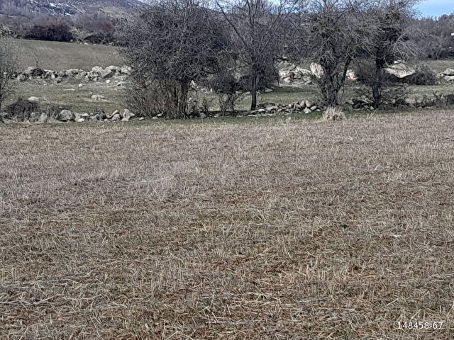 TAŞEMLAKTAN YAYCI KÖYÜ YOLA CEPHE SATILIK TARLA - Görsel 12