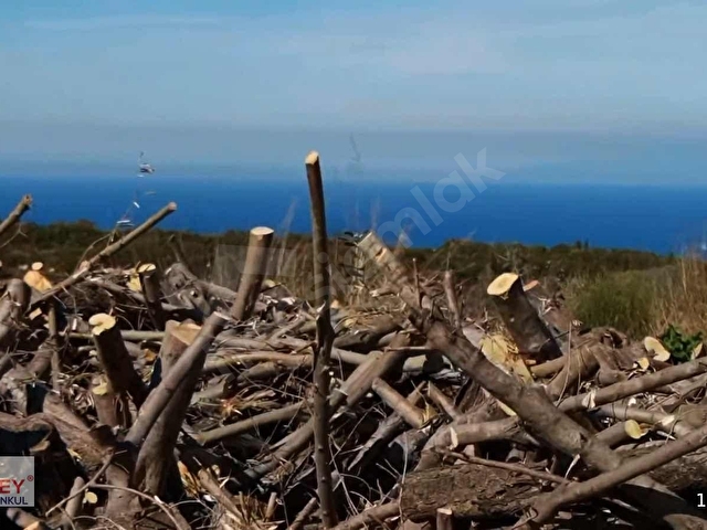 Inecik köyünde 4700 m2 zeytin ağaçlı tarla - Görsel 4