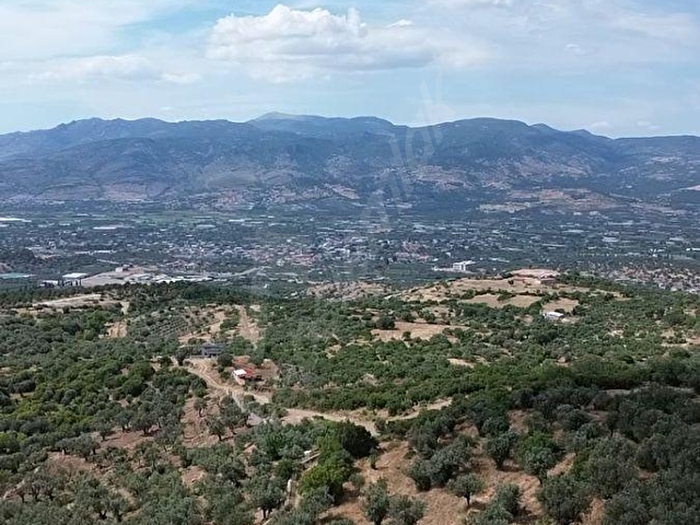 Zeytin Ağaçlı Tarla Manisa yoluna 1.5 km - Görsel 6
