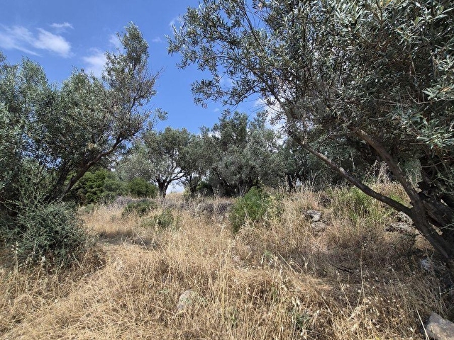 Zeytin Ağaçlı Tarla Manisa yoluna 1.5 km - Görsel 3