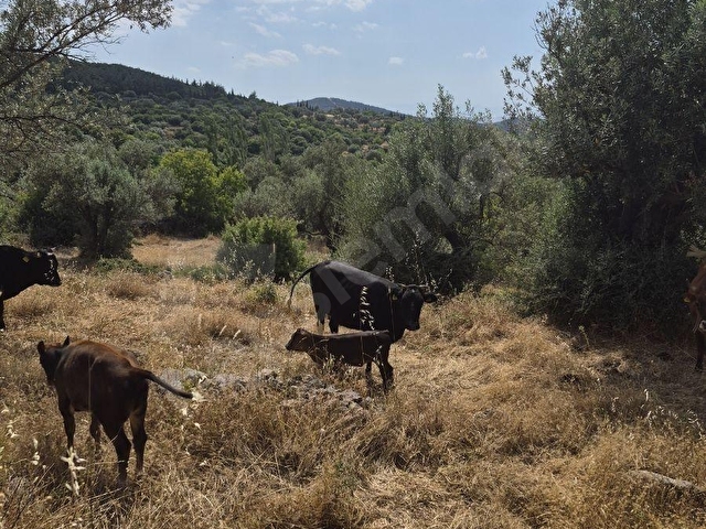 Zeytin Ağaçlı Tarla Manisa yoluna 1.5 km - Görsel 4