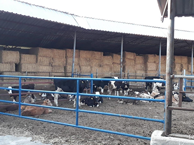 Satılık Büyükbaş Hayvan