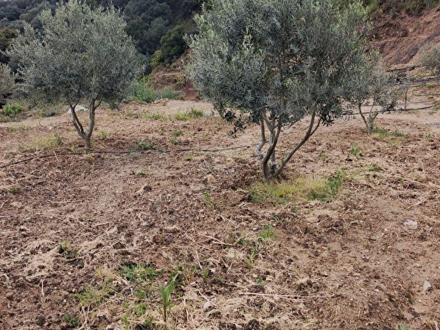 AYDIN GERMENCİK ALANGÜLLÜ MAHALLESİNDE ZEYTİNLİK