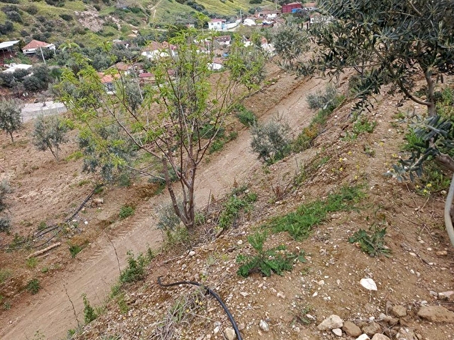 AYDIN GERMENCİK ALANGÜLLÜ MAHALLESİNDE ZEYTİNLİK - Görsel 7
