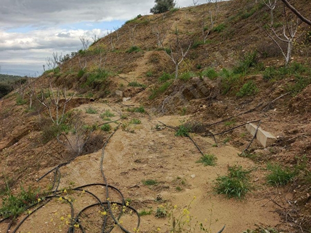 AYDIN GERMENCİK ALANGÜLLÜ MAHALLESİNDE ZEYTİNLİK - Görsel 16
