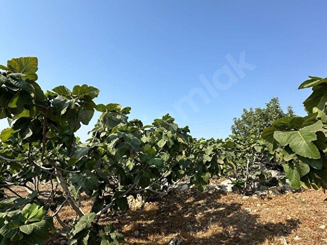 Ada emlak hacıhamzalıda 4028 m2 satlık siyah incir bahçesi - Görsel 6