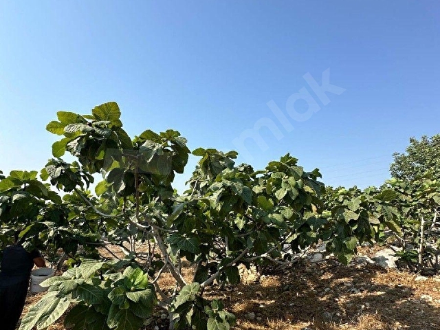 Ada emlak hacıhamzalıda 4028 m2 satlık siyah incir bahçesi - Görsel 7