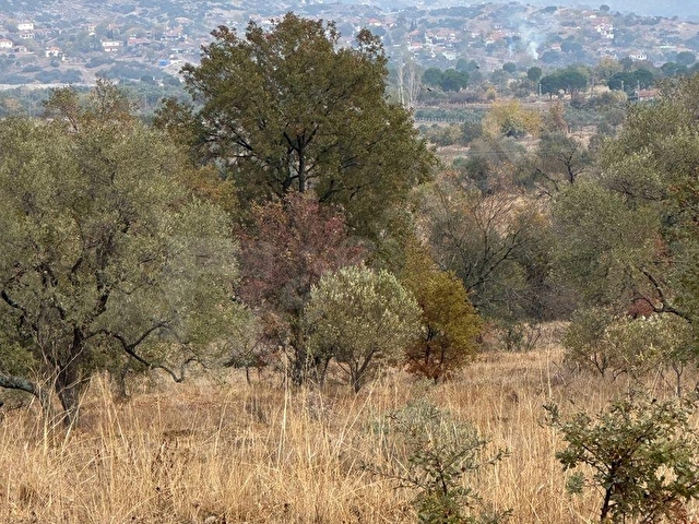 satılık  16637M2TARLA İÇİNDE 200 adet zeytin olan - Görsel 5