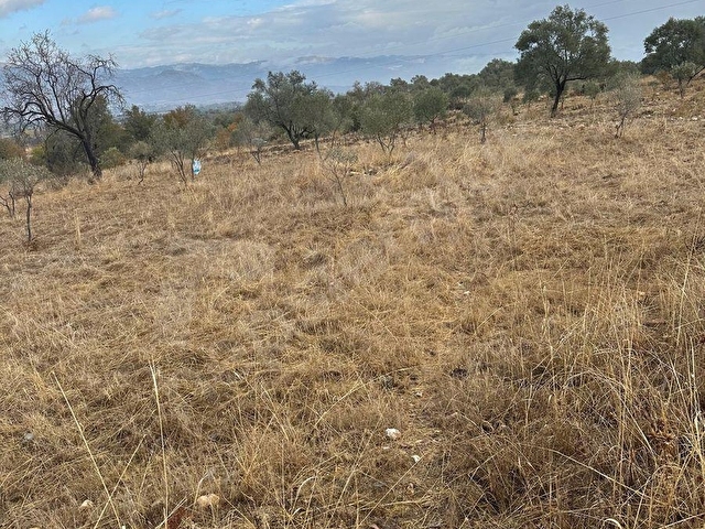 satılık  16637M2TARLA İÇİNDE 200 adet zeytin olan