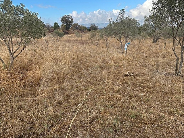 satılık  16637M2TARLA İÇİNDE 200 adet zeytin olan - Görsel 13