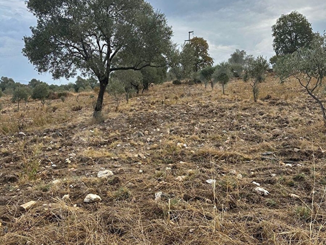 satılık  16637M2TARLA İÇİNDE 200 adet zeytin olan - Görsel 16